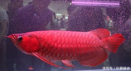紅龍大湖魚幾時流入中國的：紅龍魚何時流入中國