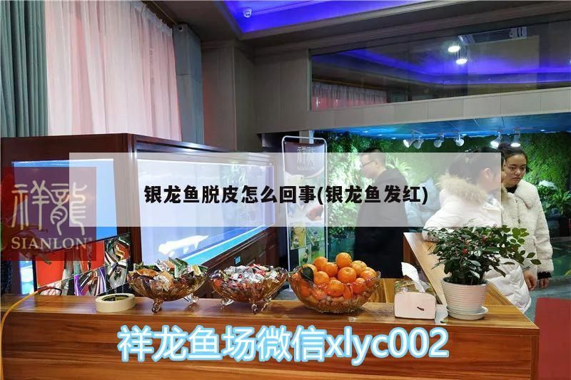 銀龍魚脫皮怎么回事(銀龍魚發紅)