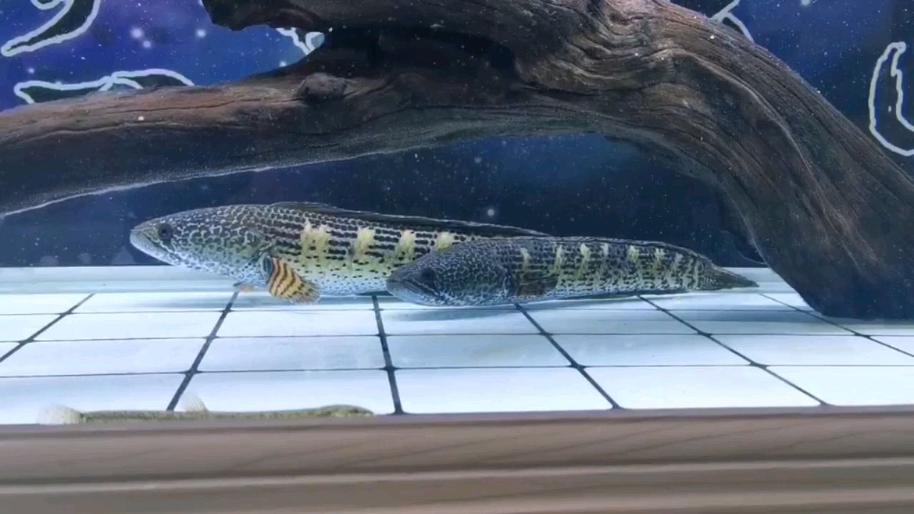 眼鏡蛇一對 眼鏡蛇一對 黃金貓魚百科 第1張