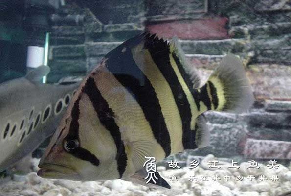 昆明適合養什么觀賞魚種類多(昆明適合養什么觀賞魚種類多一點)