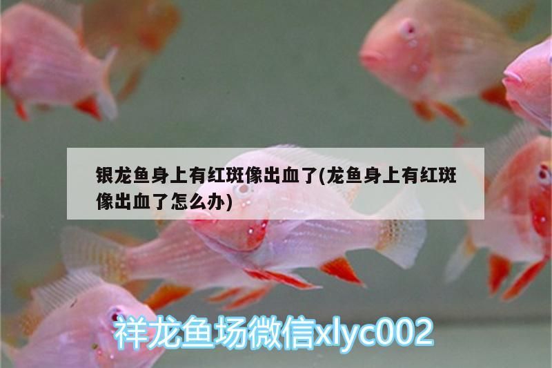 銀龍魚(yú)身上有紅斑像出血了(龍魚(yú)身上有紅斑像出血了怎么辦)