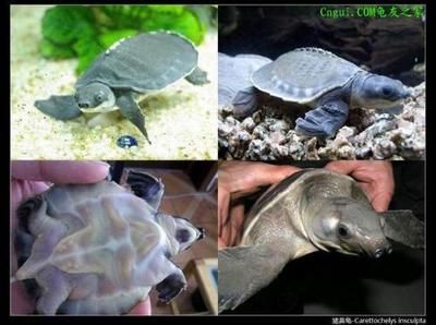 豬鼻龜適合混養的小型熱帶魚：豬鼻龜與熱帶魚混養的最佳搭配圖