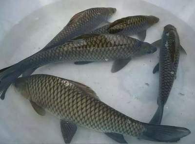 黃金貓魚怎么養才能養活呢視頻講解(黃金貓魚好養嗎)