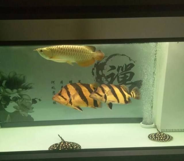四紋虎魚飼養(yǎng)環(huán)境優(yōu)化方法,四紋虎魚的飼養(yǎng)環(huán)境優(yōu)化方法 虎魚百科 第5張 四紋虎魚飼養(yǎng)環(huán)境優(yōu)化方法,四紋虎魚的飼養(yǎng)環(huán)境優(yōu)化方法 四紋虎魚飼養(yǎng)環(huán)境優(yōu)化方法,四紋虎魚的飼養(yǎng)環(huán)境優(yōu)化方法 虎魚百科 第5張