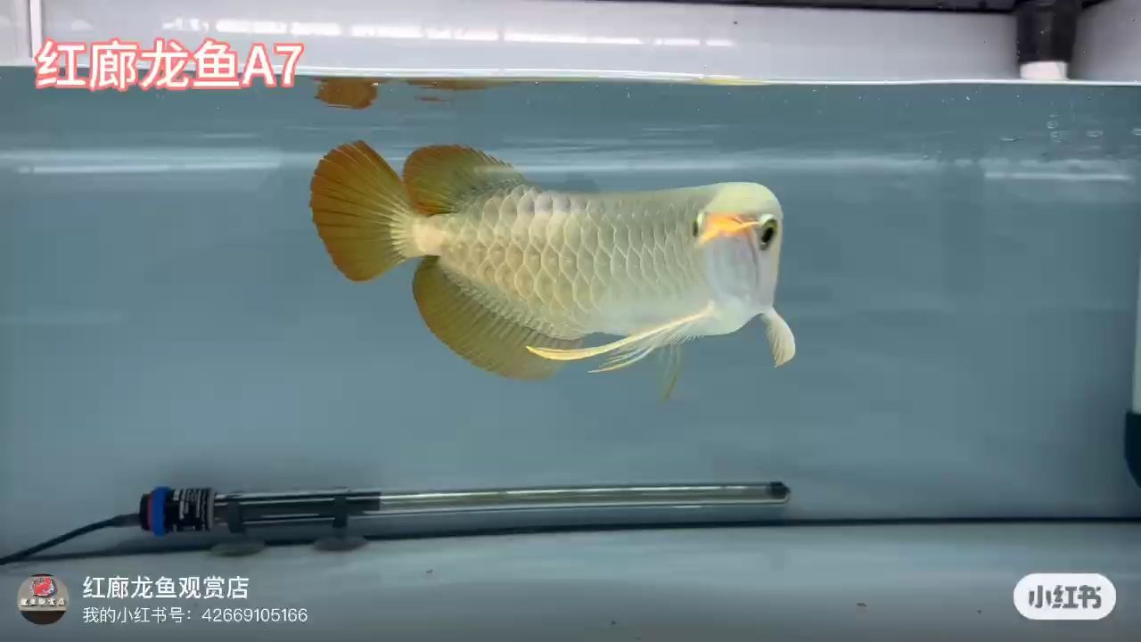大湖紅龍：33至40cm大青皮龍王須,_阿銀評(píng)論：體型很好