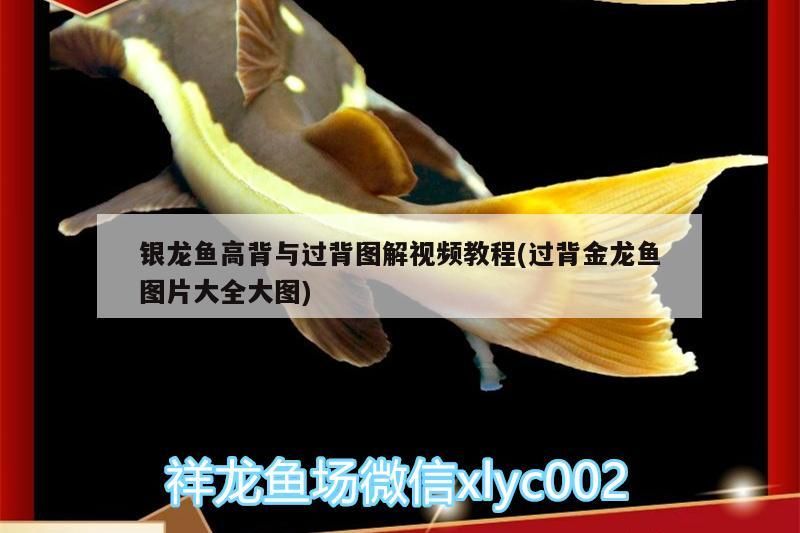 銀龍魚高背與過背圖解視頻教程(過背金龍魚圖片大全大圖)