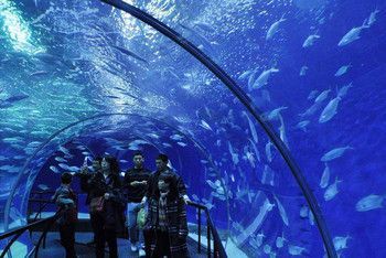哪個(gè)水族館好玩（上海海洋水族館親子活動(dòng)安排,）