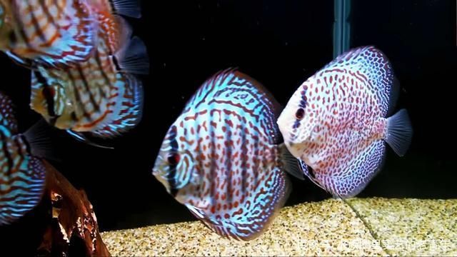 龍魚常見品種飼養與現狀分析論文