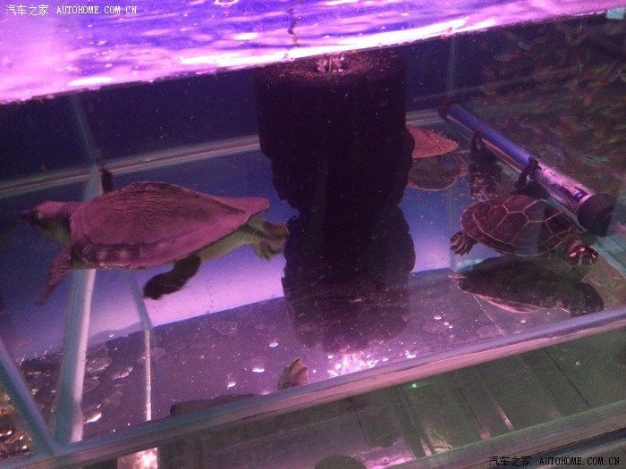 豬鼻龜22度可以養么嗎：豬鼻龜冬季養護技巧，