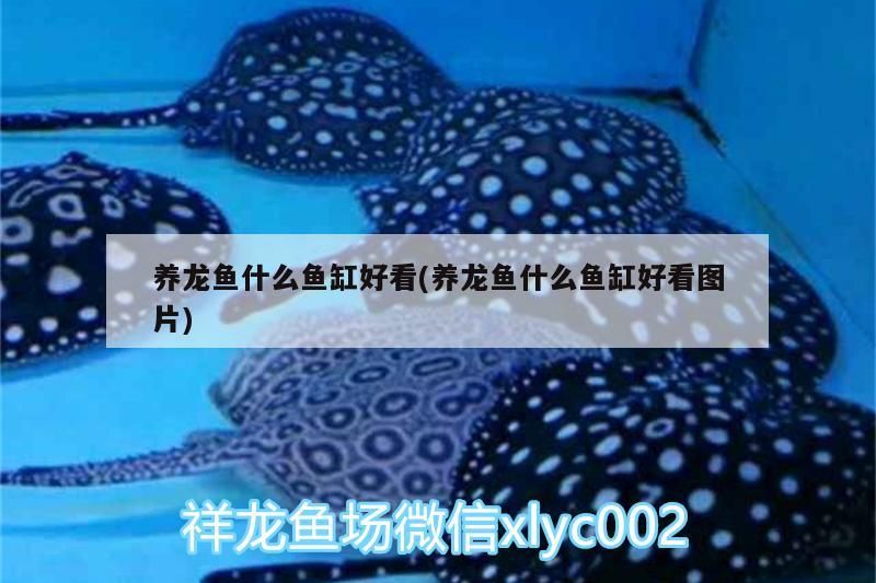 養龍魚什么魚缸好看(養龍魚什么魚缸好看圖片)