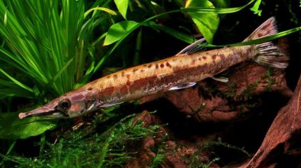 龍魚能和招財魚混養嗎(龍魚能和招財魚混養嗎圖片) 豬鼻龜百科 第2張 龍魚能和招財魚混養嗎(龍魚能和招財魚混養嗎圖片) 龍魚能和招財魚混養嗎(龍魚能和招財魚混養嗎圖片) 豬鼻龜百科 第2張