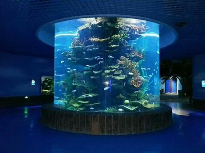 水族館店里買什么花合適一點（水族館水草養護技巧,水草造景搭配指南,水草繁殖方法介紹）