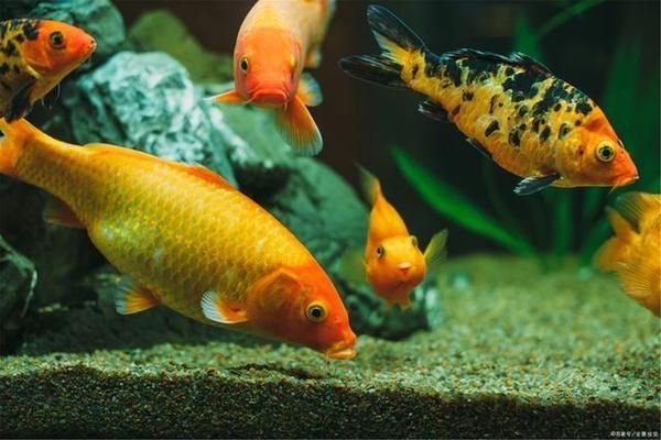 金絲貓魚和黃金招財貓魚有啥區別呢(黃金貓是什么魚)