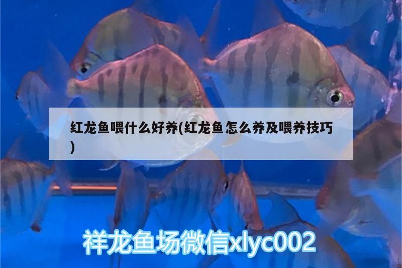 紅龍魚喂什么好養(紅龍魚怎么養及喂養技巧)