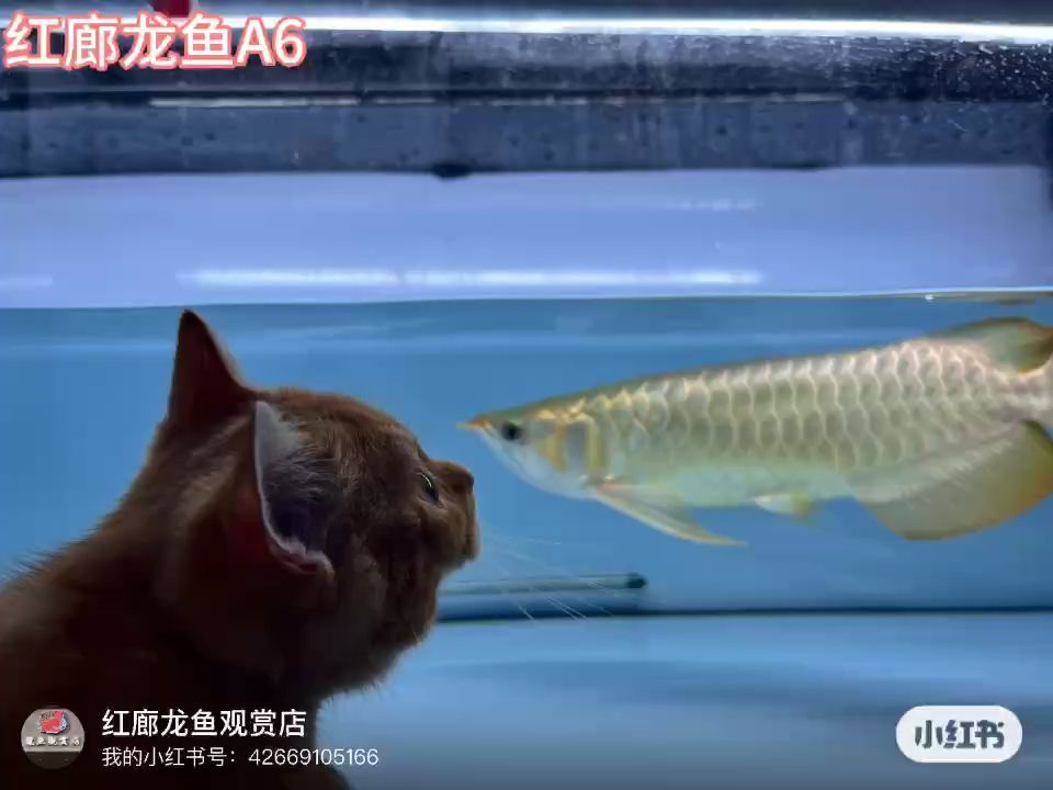 大湖紅龍36公分（大湖紅龍36公分,草莓醬的胡桃夾子）