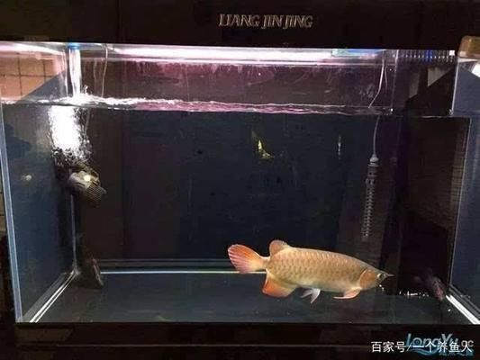 龍魚缸換水多久一次最好，龍魚缸換水的最佳頻率取決于多種因素