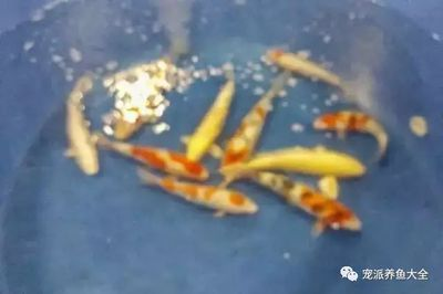 魟魚皇冠黑白現在價格如何：皇冠黑白魟魚價格受到多種因素影響皇冠黑白魟魚價格受到多種因素影響