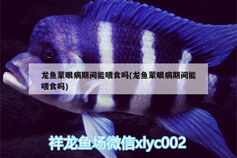 龍魚蒙眼病期間能喂食嗎(龍魚蒙眼病期間能喂食嗎) 金龍魚百科 第3張 龍魚蒙眼病期間能喂食嗎(龍魚蒙眼病期間能喂食嗎) 龍魚蒙眼病期間能喂食嗎(龍魚蒙眼病期間能喂食嗎) 金龍魚百科 第3張