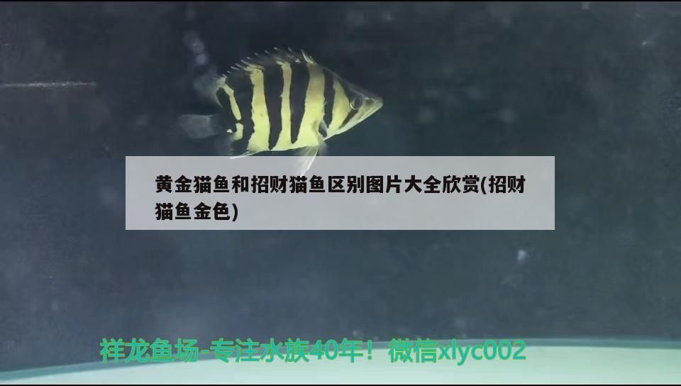 黃金貓魚和招財貓魚區別圖片大全欣賞(招財貓魚金色)