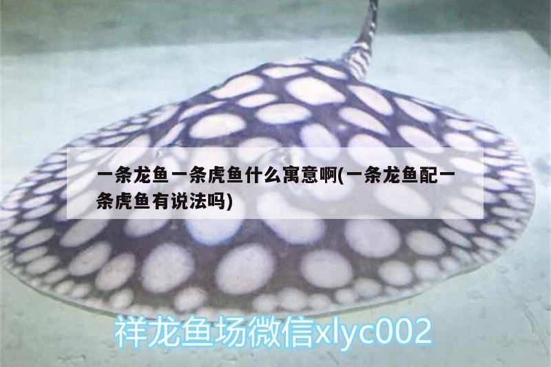 一條龍魚一條虎魚什么寓意啊(一條龍魚配一條虎魚有說法嗎)