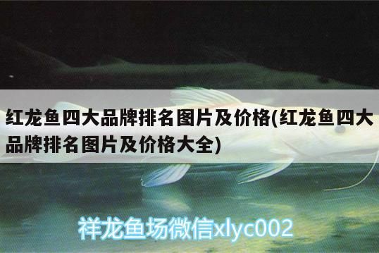 紅龍魚四大品牌排名圖片及價格(紅龍魚四大品牌排名圖片及價格大全)