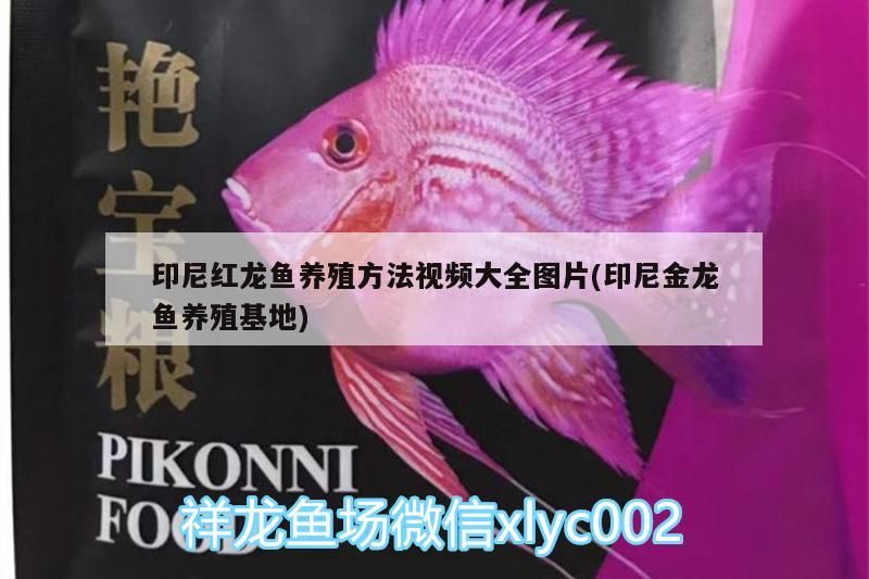 印尼紅龍魚養殖方法視頻大全圖片(印尼金龍魚養殖基地)