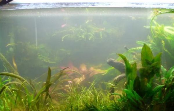鳳尾魚缸里的水發白是什么原因造成的（魚缸水發白可能是由多種因素造成的，）
