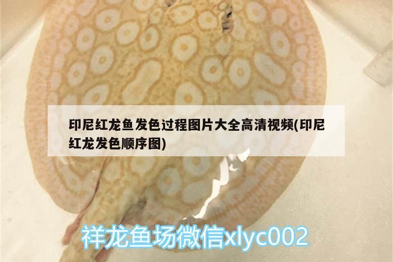 印尼紅龍魚發(fā)色過程圖片大全高清視頻(印尼紅龍發(fā)色順序圖)