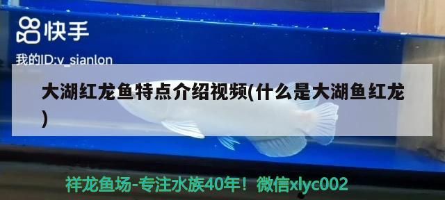 大湖紅龍魚特點(diǎn)介紹視頻(什么是大湖魚紅龍)