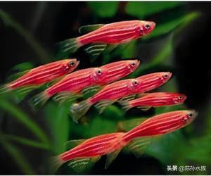 印尼紅魚品種(印尼大湖紅龍魚幼魚圖片)