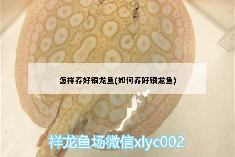 怎樣養好銀龍魚(如何養好銀龍魚)