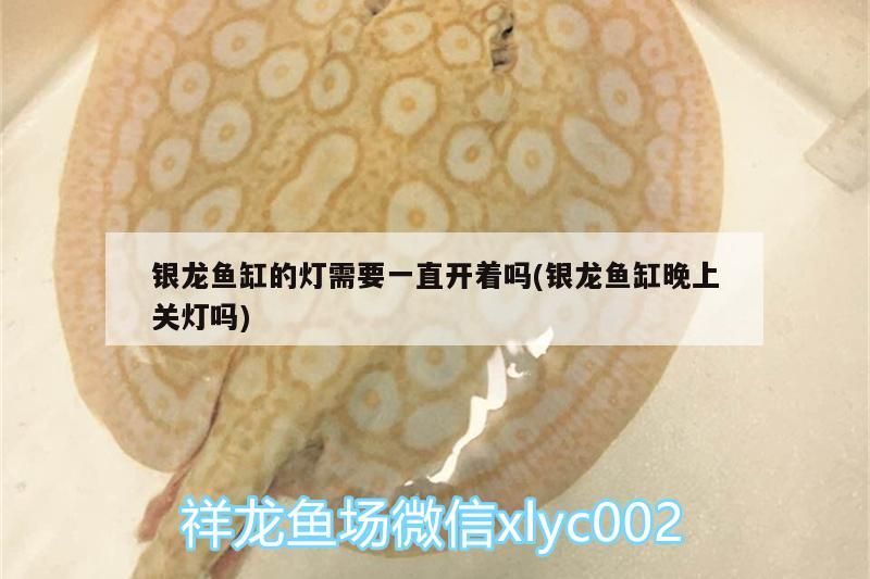 銀龍魚缸的燈需要一直開著嗎(銀龍魚缸晚上關燈嗎)