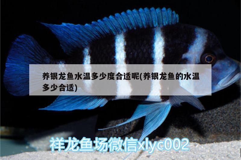 養銀龍魚水溫多少度合適呢(養銀龍魚的水溫多少合適)