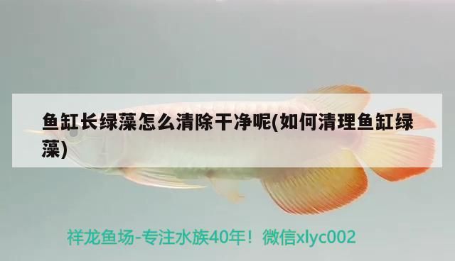 魚缸長綠藻怎么清除干凈呢(如何清理魚缸綠藻)