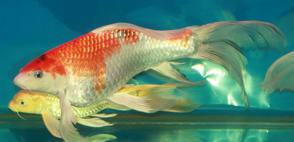 過背金龍魚喂什么發色好呢(龍魚喂什么發色最好)