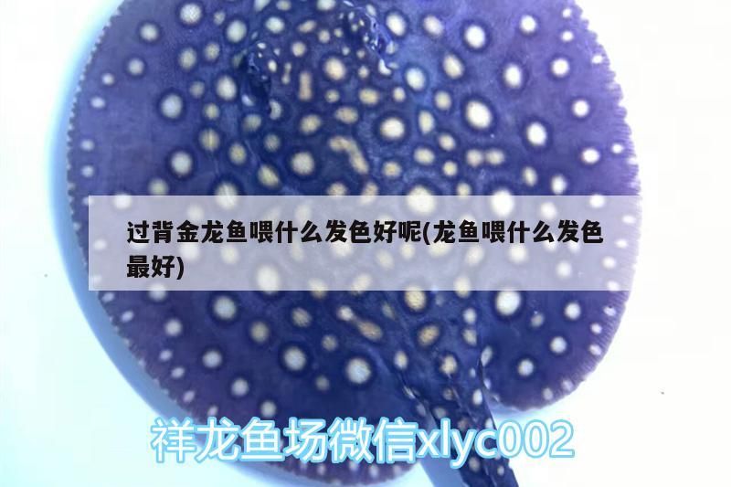 過背金龍魚喂什么發色好呢(龍魚喂什么發色最好)