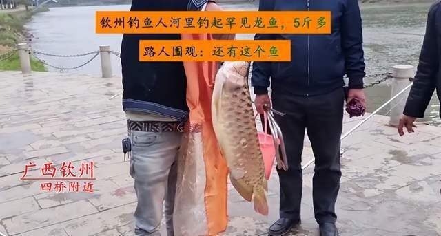 龍魚吃草魚嗎會死嗎