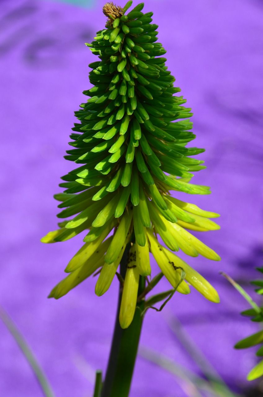 魚缸長了綠苔怎么辦（魚缸有青苔用什么辦法去除）