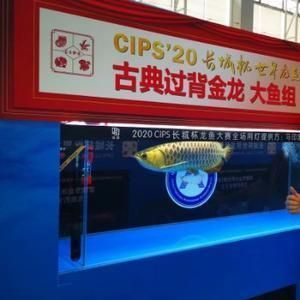 貴陽魟魚，貴陽地區魟魚養殖業的發展歷程