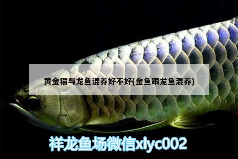 黃金貓與龍魚混養(yǎng)好不好(金魚跟龍魚混養(yǎng))