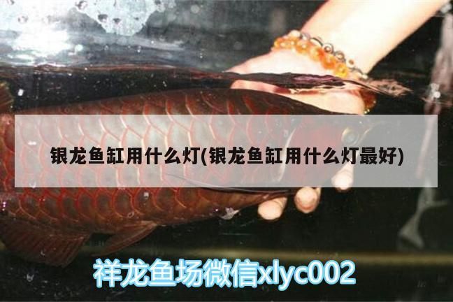 銀龍魚缸用什么燈(銀龍魚缸用什么燈最好)