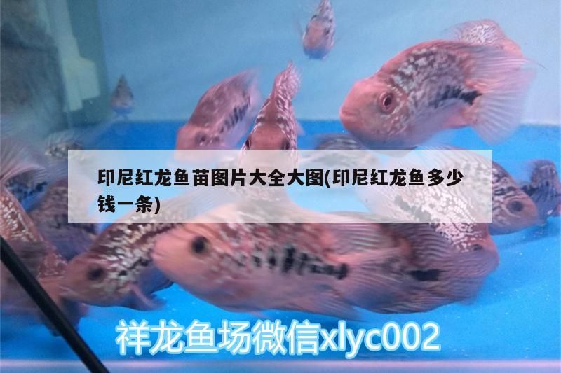 印尼紅龍魚苗圖片大全大圖(印尼紅龍魚多少錢一條) 印尼紅龍魚苗圖片大全大圖(印尼紅龍魚多少錢一條) 紅龍魚百科 第3張