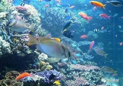 投資一個水族館要多少錢呢（開一個水族館需要多少費用）