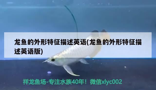龍魚的外形特征描述英語(龍魚的外形特征描述英語版)