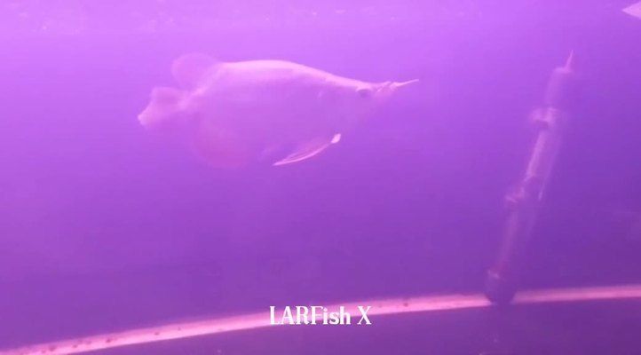 印尼大湖紅龍魚視頻大全圖片高清：印尼大湖紅龍魚 印尼大湖紅龍魚視頻大全圖片高清：印尼大湖紅龍魚 大湖紅龍魚百科 第4張