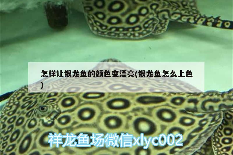 怎樣讓銀龍魚的顏色變漂亮(銀龍魚怎么上色) 怎樣讓銀龍魚的顏色變漂亮(銀龍魚怎么上色) 銀龍魚百科 第3張