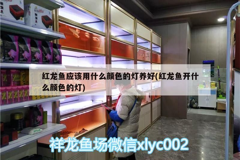 紅龍魚應該用什么顏色的燈養好(紅龍魚開什么顏色的燈) 元寶鳳凰魚百科 第3張 紅龍魚應該用什么顏色的燈養好(紅龍魚開什么顏色的燈) 紅龍魚應該用什么顏色的燈養好(紅龍魚開什么顏色的燈) 元寶鳳凰魚百科 第3張