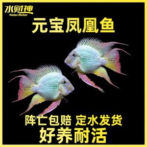 淘寶元寶鳳凰魚飼料優惠：淘寶鳳凰魚飼料優惠券領取方法鳳凰魚飼料搭配喂養技巧