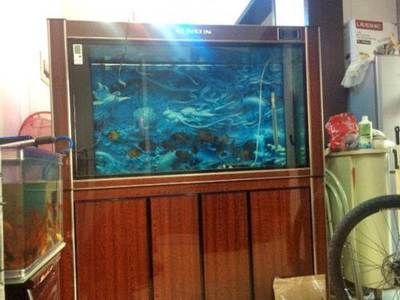 祥龍水族濾材適用場景案例（祥龍水族濾材在家庭水族箱中的應用）