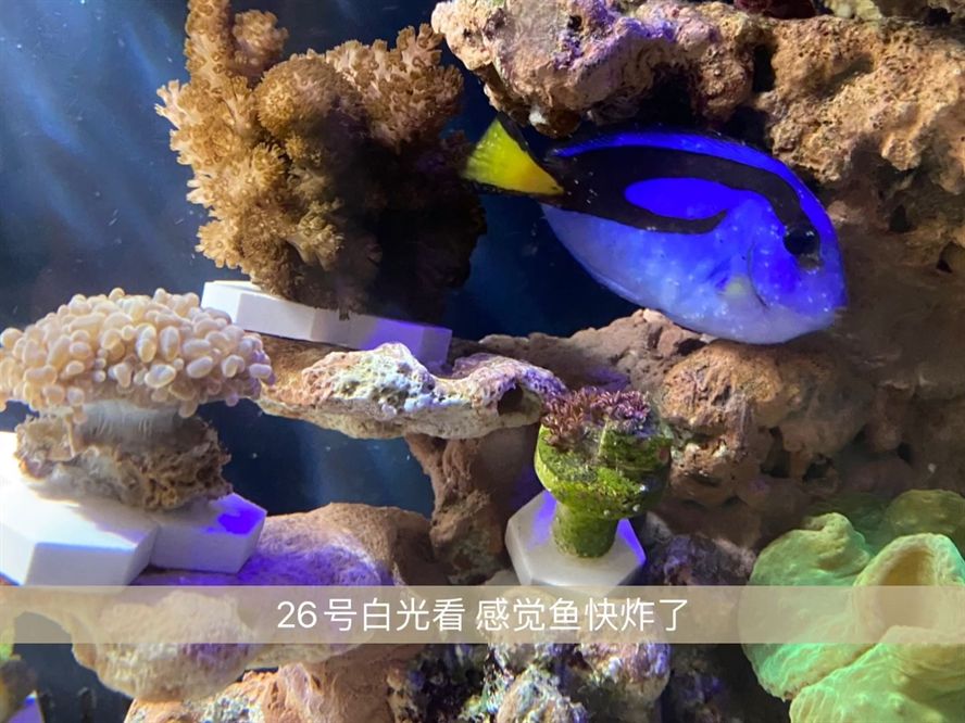 海水缸白點病銅藥（海水缸白點病如何防治）